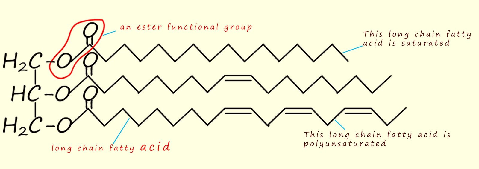 The structure of a typical vegetable oil